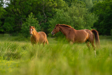 Naklejka premium Two brown horses grazing in a green field.