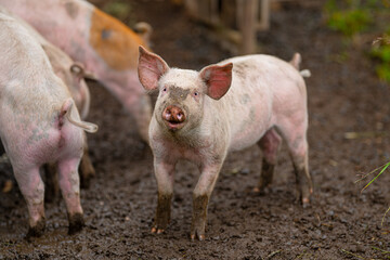 Piglets waiting for food at a pen.