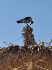 Ptak na dachu ze słomy © Aleksandra
