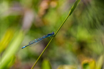 Irish Damselfly Coenagrion lunulatum perching on a grass straw.