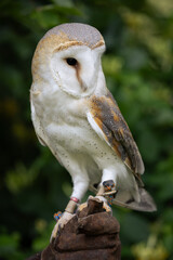 Portrait of a Barn Owl on a glove