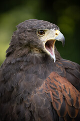 Obraz premium Head shot portrait of a Harris's Hawk (Parabuteo unicinctus) Close up with a depth of field background.