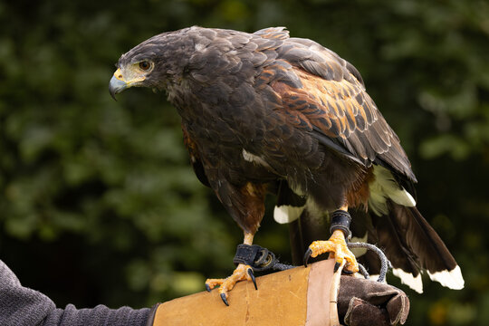 portrait of a Harris's Hawk (Parabuteo unicinctus)  on a glove. Close up with a depth of field background. - Powered by Adobe