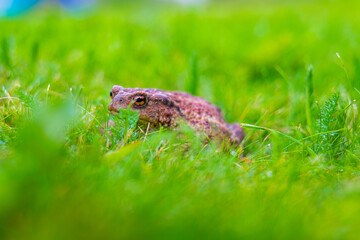 Brown toad in wet summer grass.