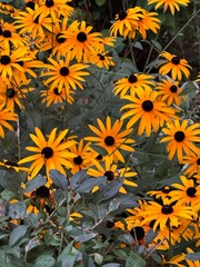 yellow flowers background