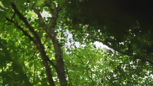 A cinematic view of the green leaves of a tree swaying in the wind. The rays of the sun penetrate through the mountain forest. Sounds of nature. Summer day. Outdoor recreation. Wonderful weather.