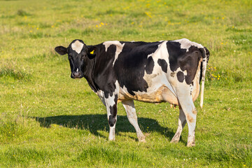 Holstein Friesian black and white dairy cow in green grass field