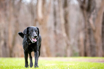 A senior black Labrador Retriever dog walking outdoors