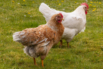 Freilaufende Hühner, Haltung, Eier, Legeleistung