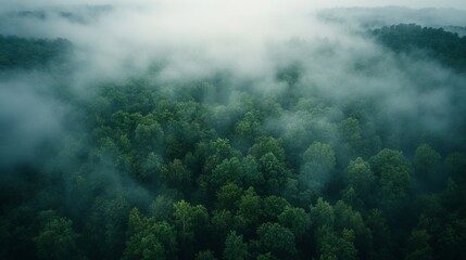Stunning aerial shot of a fog-covered forest with only the treetops visible, creating a mystical, ethereal landscape. 4K hyperrealistic photo.