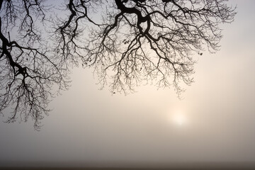 Zweige im Nebel, Baumbestattung, Waldfriedhof, Friedwald	