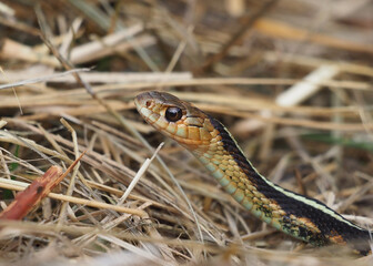 Common Garter Snake (Red-spotted Garter)