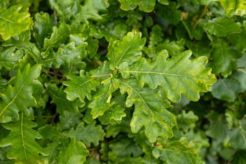 Green oak tree leaves growing in a low roadside hedge close-up