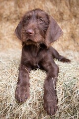 Portrait of a German Wirehaired Pointer puppy on hay bales.