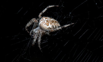 spider on the web