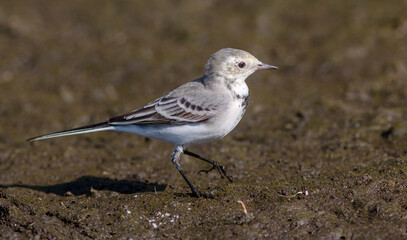 black backed shrike