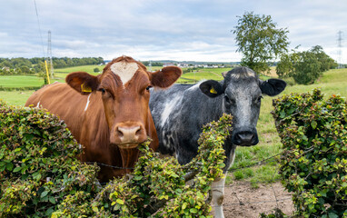 Two curious beef cattle investigate photographer close-up standing at farm field fence