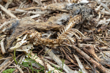 Carcass of dead rabbit in woodland with skeleton and mummified skin and fur