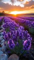 Obraz premium Endless Lavender Fields at Sunset with Serene Atmosphere