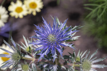 Metallic blue flower of Eryngium or sea holly in summer, close up