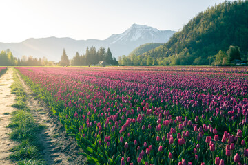 Beautiful Tulip fields in the morning.
