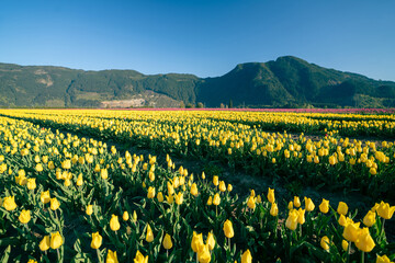 Obraz premium Beautiful Tulip fields in the morning. 