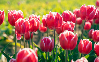 Fototapeta premium Beautiful Tulip fields in the morning. 