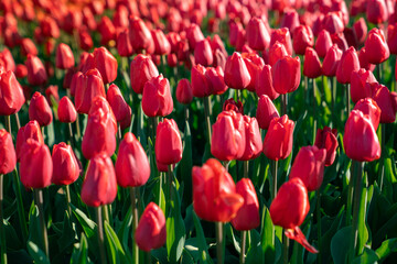 Beautiful Tulip fields in the morning.
