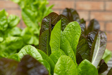 Close up of cut and come again lettuce salad leaves growing in homemade wooden garden raised bed planter