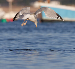 seagull in flight
