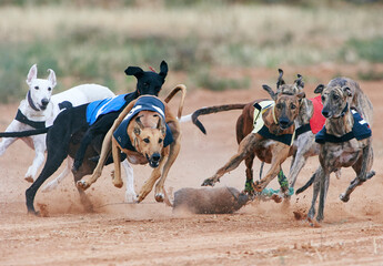 Greyhound race