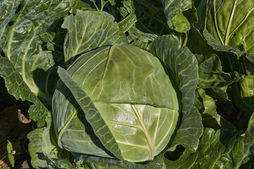 Obraz premium The cabbage is ripe in the garden. The gardener has grown healthy and tasty cabbage. Autumn.