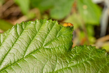 Wild red-eyed Fruit Fly (Drosophila melanogaster) fly yellow-brown with brick-red eyes on green blackberry leaf blurred background