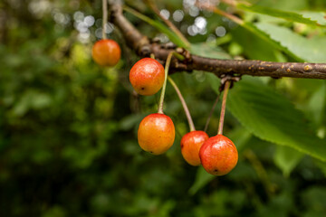 Gean or Wild Cherry (Prunus avium) tree cherries on stalks ripening on branch close-up blurred background