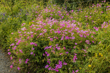 Pink purple French Crane's-bill (Gerqnium endressii) growing and flowering  in roadside grass verge summertime