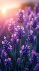 Obraz premium Serene Scene of Endless Lavender Fields Stretching Under Warm Sunlight