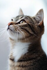A regal cat profile is set against a soft and elegant background, highlighting its charm and beauty