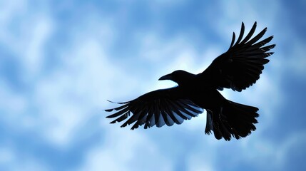 Obraz premium Silhouetted wild bird flying against blue sky with selective focus