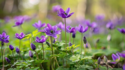 Spring features wild purple anemones
