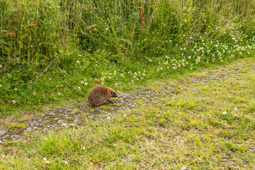 Adult hedgehog foraging close to long grass edge of woodland hiking footpath trail © Tosh Lubek
