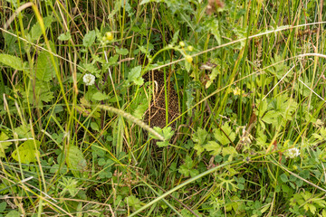 Hedgehog adult hiding from predators in long grass at side of path