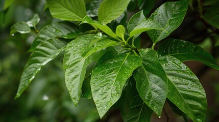 Obraz premium Starfruit tree leaves display a green hue