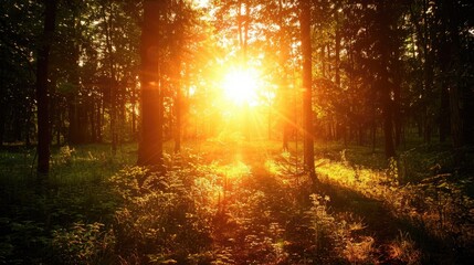 Obraz premium Sun emerges from trees at sunset