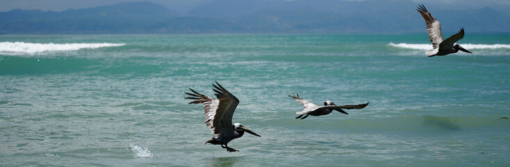 Birds Take Flight