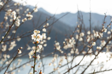 奥多摩湖の湖畔に咲く梅の花