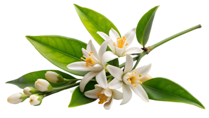 Neroli flowers. Citrus aurantium Neroli blossom on branch isolated on on white transparent background, cut out png element.