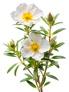 Cistus ladanifer flower plant isolated on on white transparent background, cut out png element. Cistus ladaniferus white flower