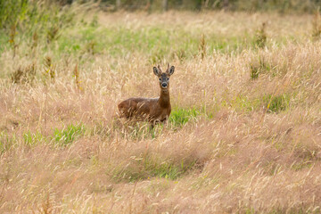 Roe deer buck (male) with small antlers large ears, and rusty red summer coat in tall grass looking at camera