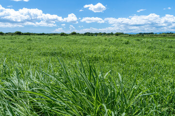 真夏の草原と青空と雲