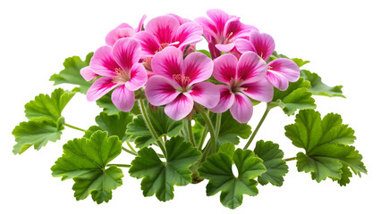 Fototapeta premium Geranium flower or Pelargonium Graveolens plant isolated on on white transparent background, cut out png element. Pink Geranium flower isolated